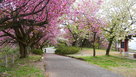 公園入口付近の八重桜…