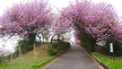 城山公園入口の八重桜…