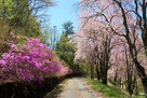 上之段城 関山公園内の道