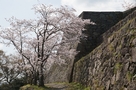 四重櫓と桜