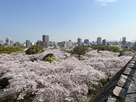 福岡城の桜の海原…