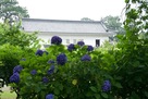 同門と紫陽花（青）…