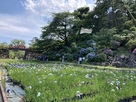 小田原城　満開の紫陽花と菖蒲…