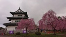 桜と弘前城