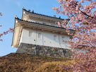 河津桜と富士見櫓…