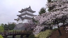 雨滴る桜と忍城…
