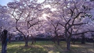 朝日の桜