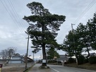 浜黒崎の松並木(県指定天然記念物)