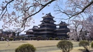 陽気な春の松本城と桜…