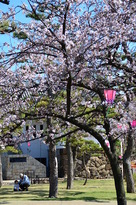 桜咲く二の丸広場…