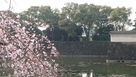 大手町駅方面から見た桔梗濠と垂れ桜…
