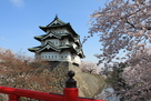 桜満開の弘前城…
