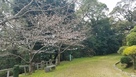 東の丸の桜