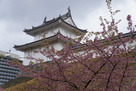 河津桜と富士見櫓…