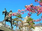 戸田氏鉄公像と河津桜…