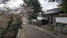 武家屋敷と桜
