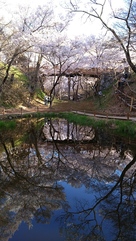 桜雲橋の水鏡