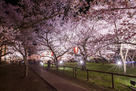 高遠城址公園の夜桜…