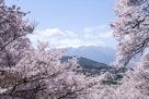 高遠城址公園の桜とアルプス…