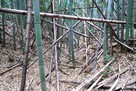 伊勢上野城 竹藪の中の曲輪群 空堀…