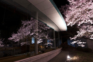 信州高遠美術館と桜…