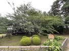 弘前公園最長寿のソメイヨシノ…