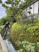 観音寺境内西側の用水路