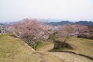 天守から鉄門桜…