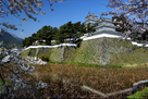 桜と堀越しの島原城…