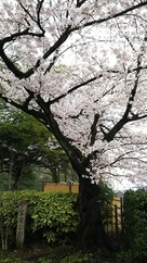 下茶屋公園入口の桜…
