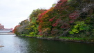 池の端の紅葉
