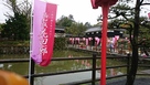 桜祭り小雨