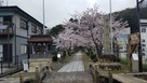 日吉神社の桜の参道…