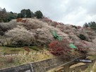 小原川見の四季桜…
