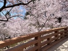 桜雲橋と桜