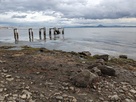 琵琶湖の水位が下がって出現した礎石…