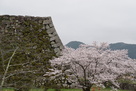北側の石垣と桜…