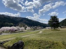 桜の一乗谷風景…