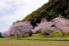 南山裾帯郭の桜並木…