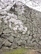 桜と石垣