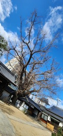 大阪府天然記念物の樹齢500年(400年…