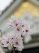 大阪城の桜