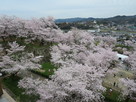 桜の雲海♪