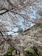 城址の桜