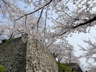 石垣と桜