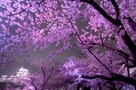 ライトアップ夜桜…
