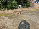 姫路城西の景福寺公園　狐…