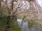 上田城の堀と桜…