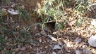 タヌキの巣穴