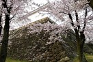 石垣と桜